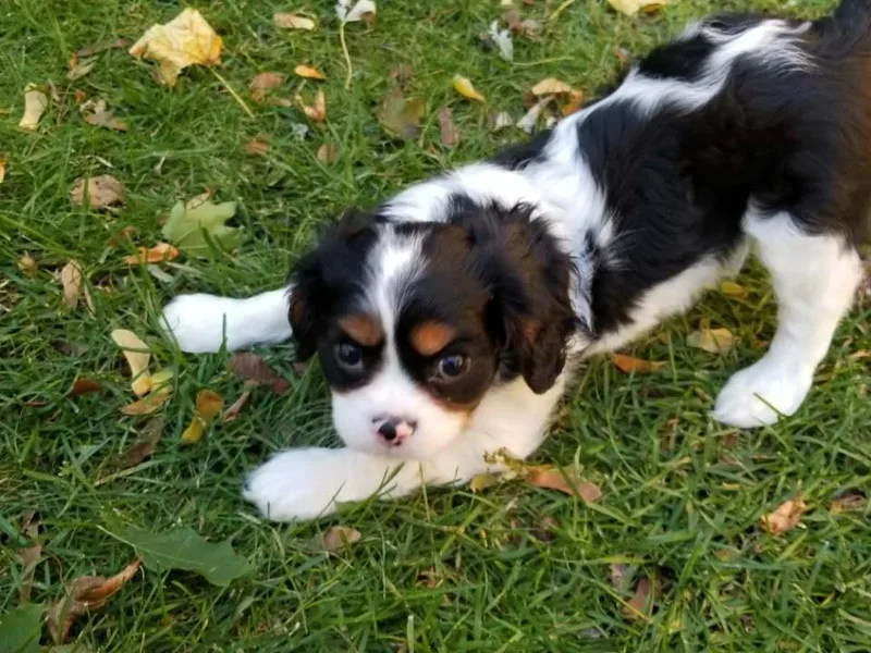 Classic Cavalier Puppies