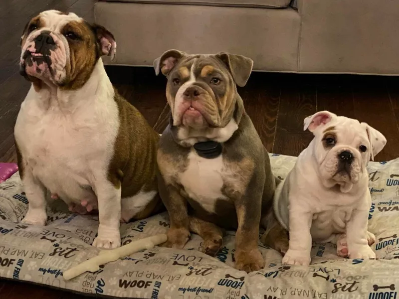 Classic City Bulldogs