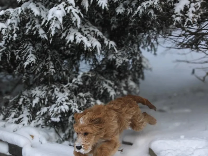 Classic City Doodles