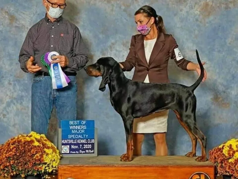 Classic Coonhounds photo 1