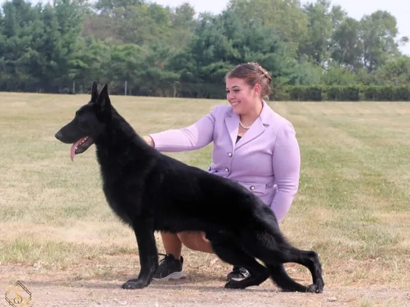 Classic German Shepherds photo 1