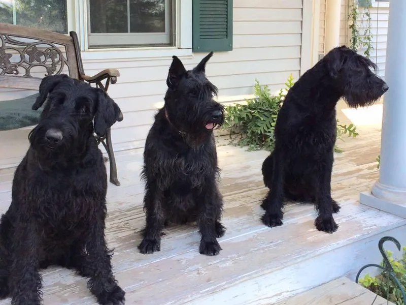 Classic Giant Schnauzers