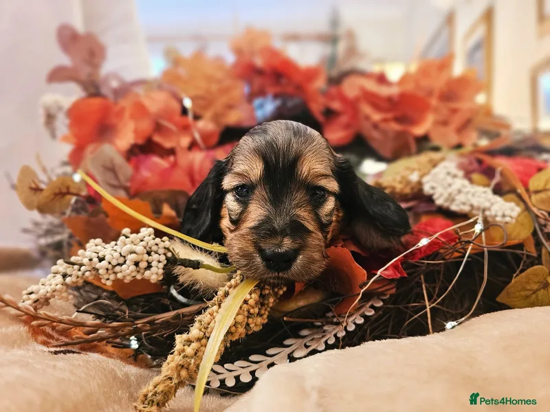 Classic Mini Dachshunds photo 1