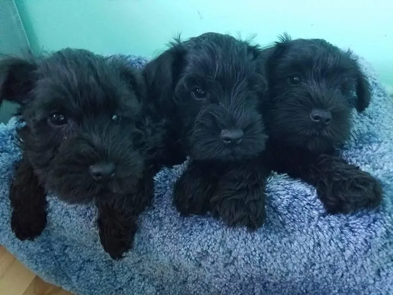 Classic Miniature Schnauzers