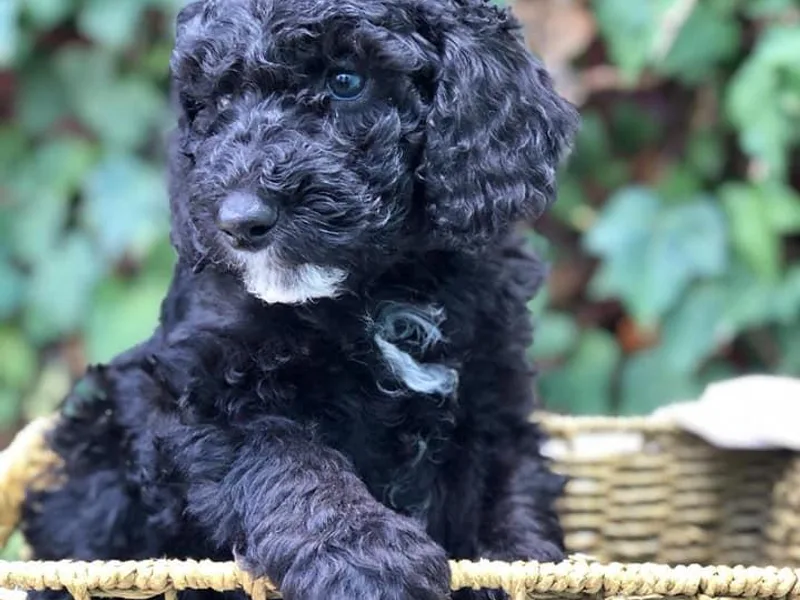 Classic Poodles and Doodles