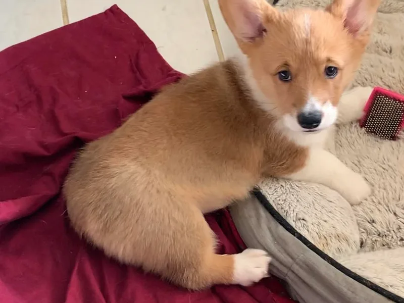 Classy Country Corgis