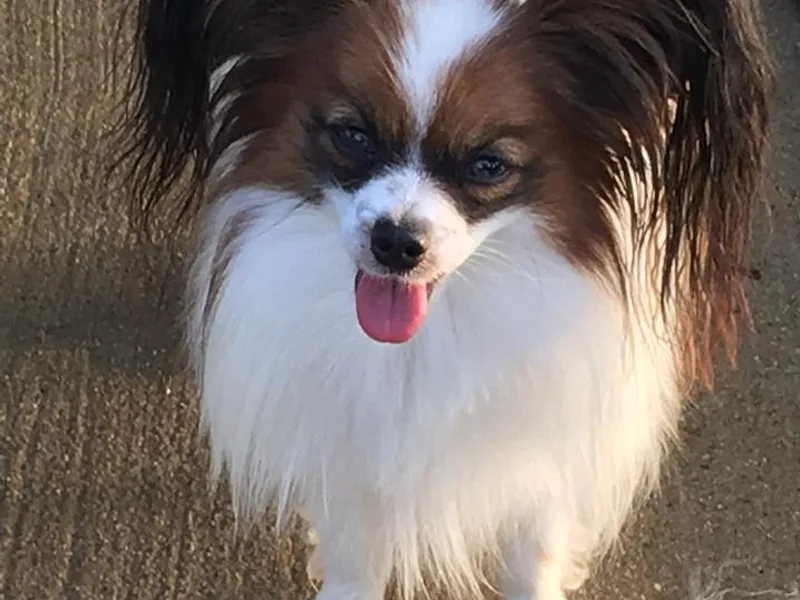 Classy Country Papillons