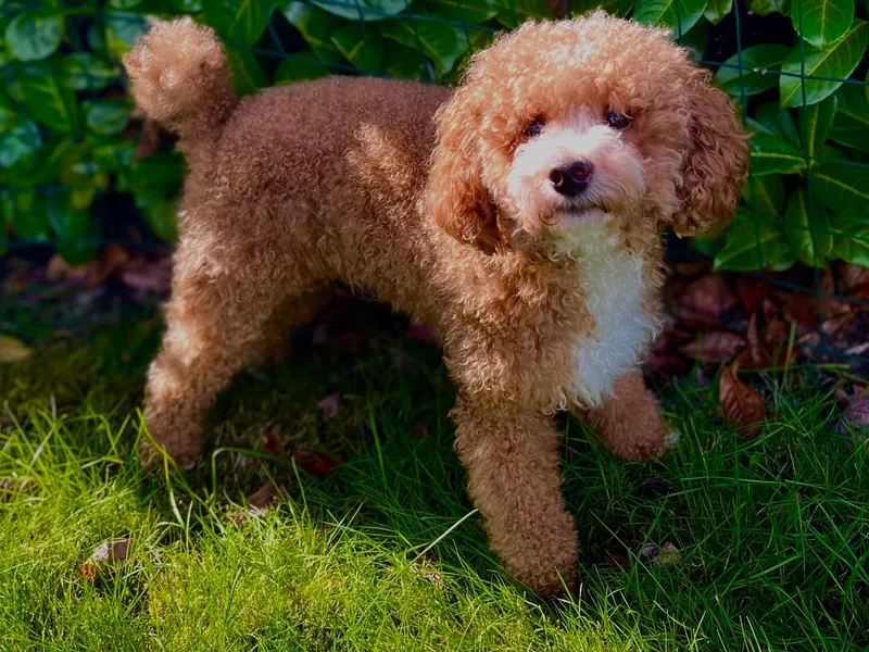 Classy Curl Poodles/Morkie