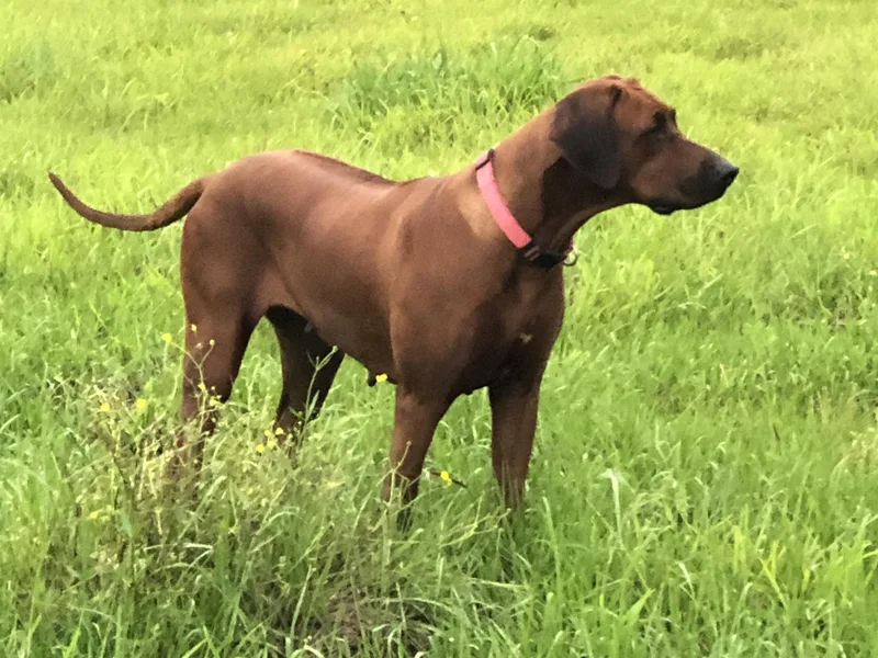 Clattenburg Ridgebacks