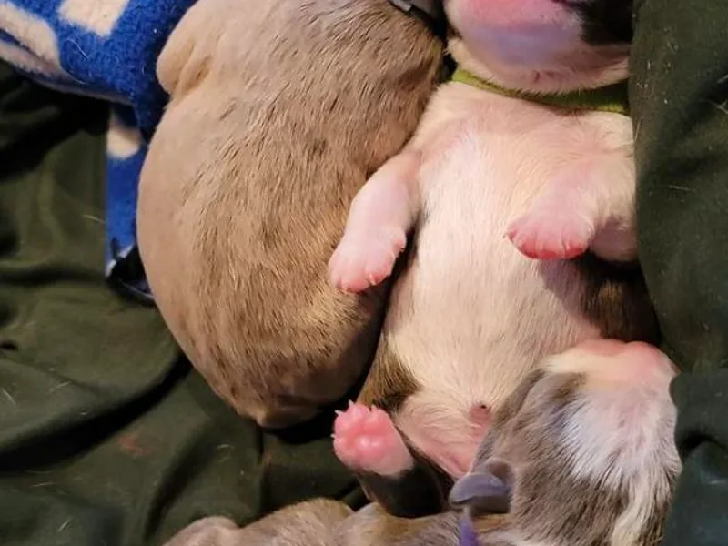 Claudine's Boston Terriers