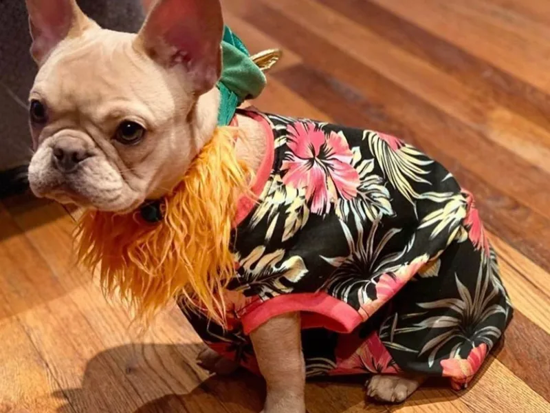 Claudinette's French Bulldogs