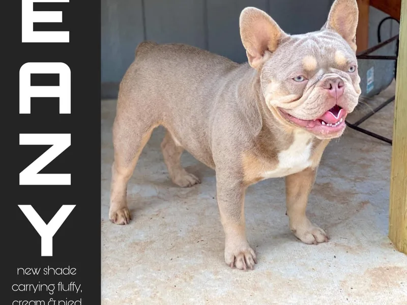 Clay Acres Frenchies