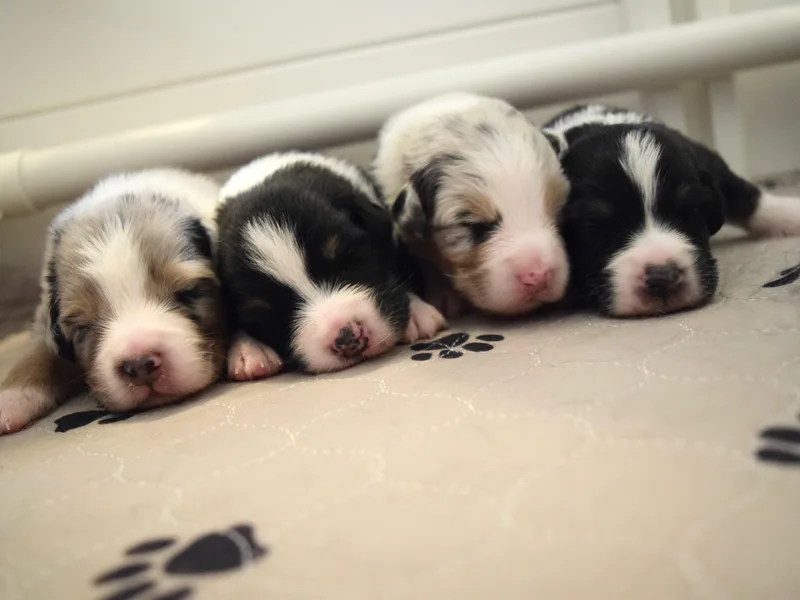 Clay Ridge Australian Shepherds