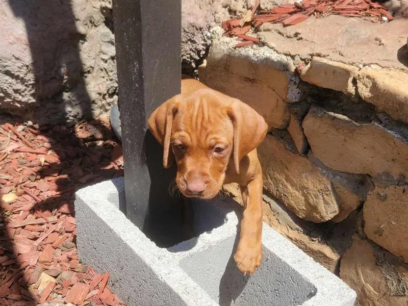 Clay's Vizsla