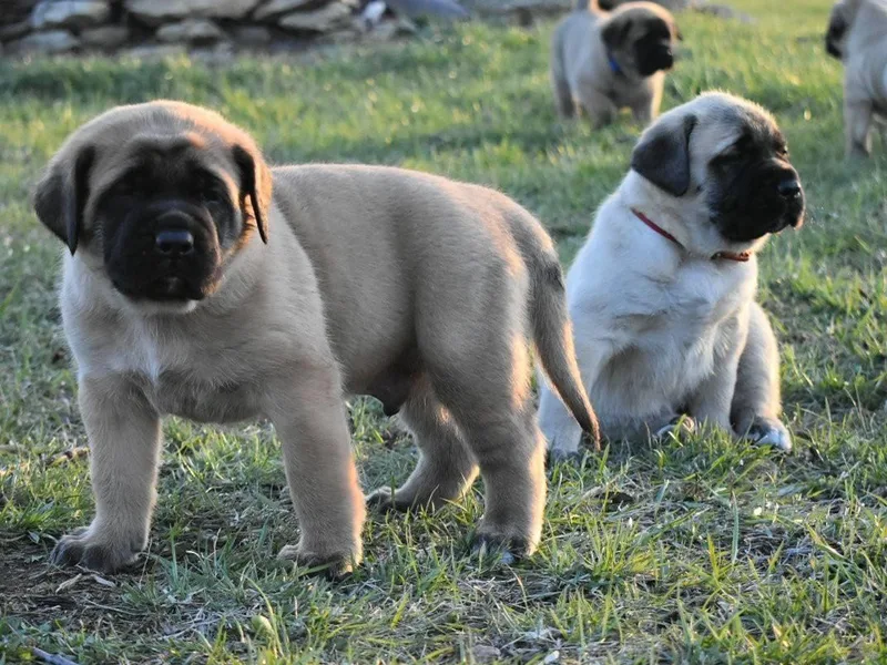 Claymore Mastiffs