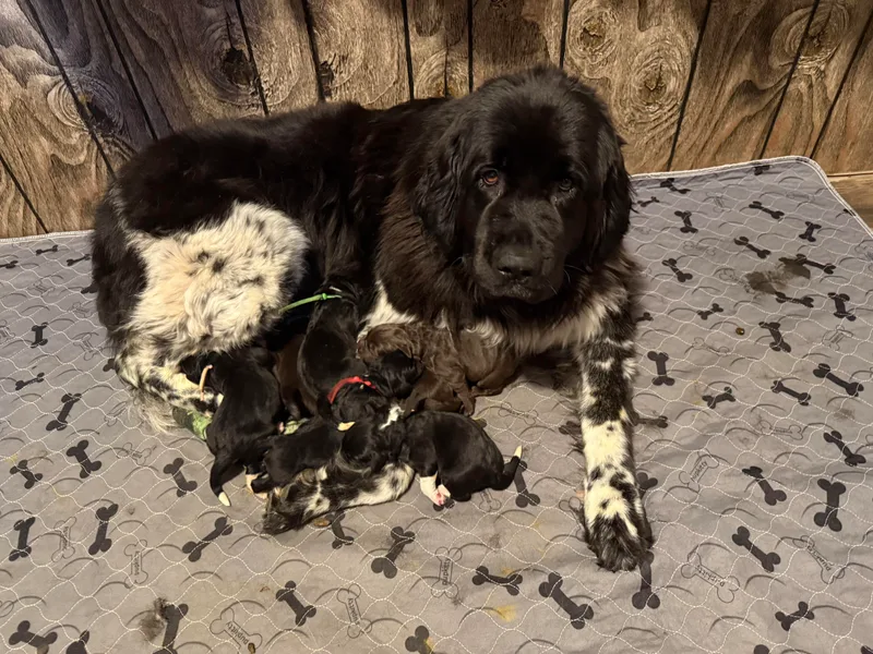 Claypits Newfoundlands