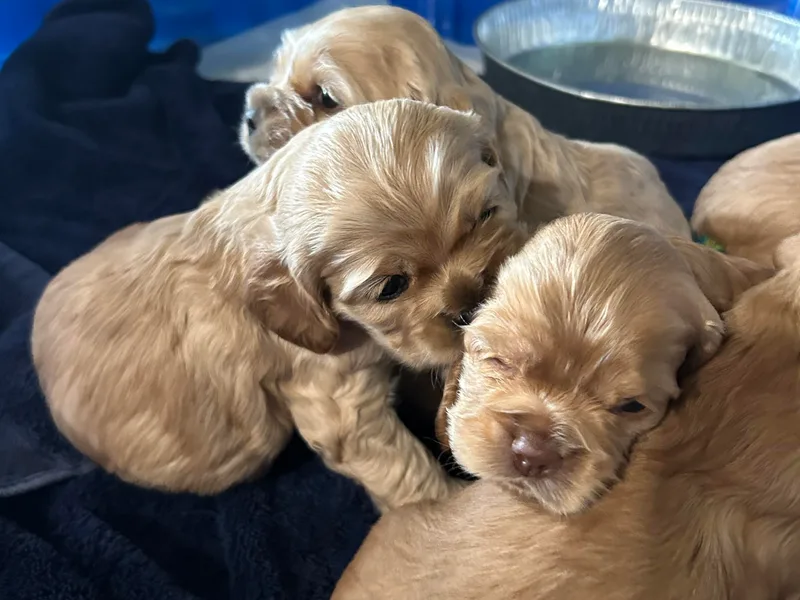 Clayton’s Cocker Spaniels