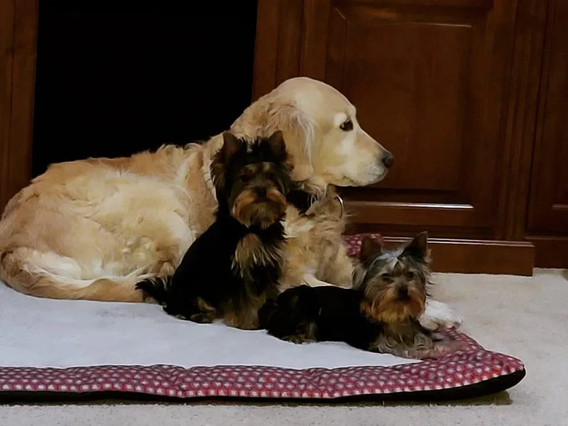 CLC SOUTHERN YORKIES
