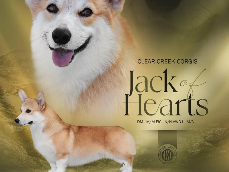 Clear Creek Corgis