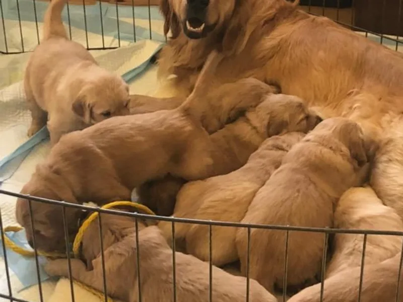 Clear Creek Goldens