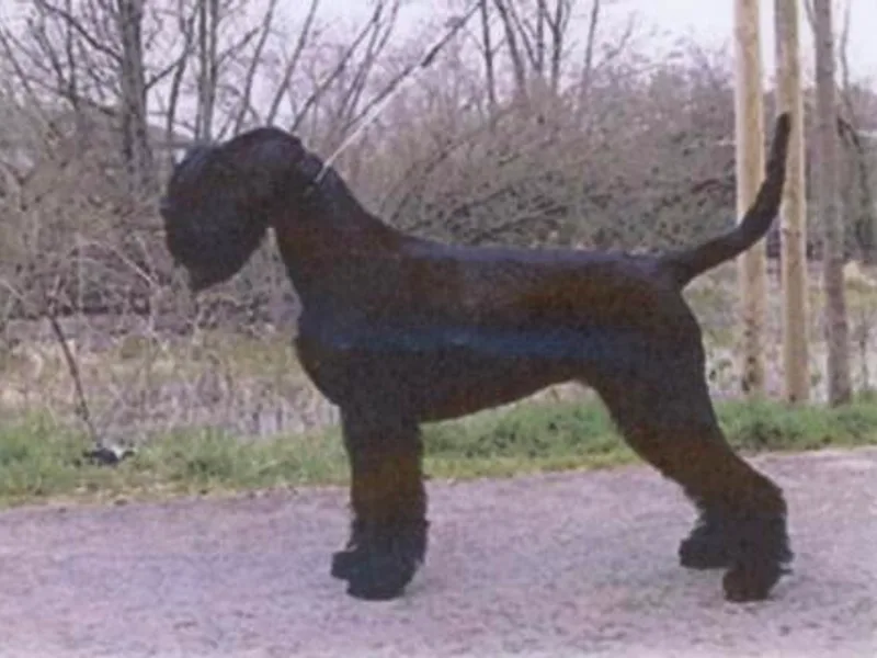 Clear Days Giant Schnauzers