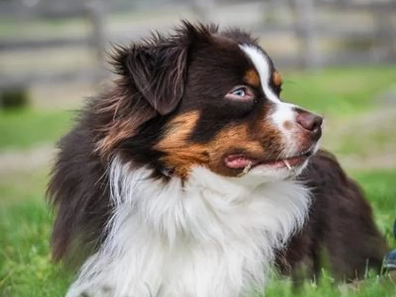 Clear Water Toy Aussie photo 1