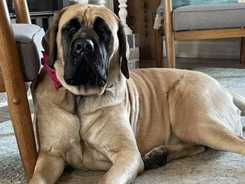 Clearbrook Mastiffs