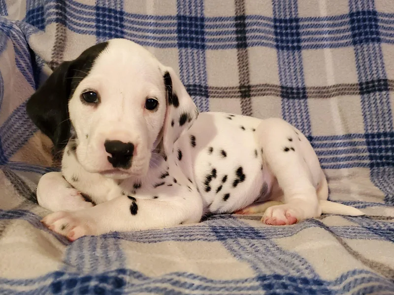 Clearfork Dalmatians