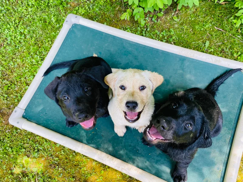 Clearmountain Retrievers