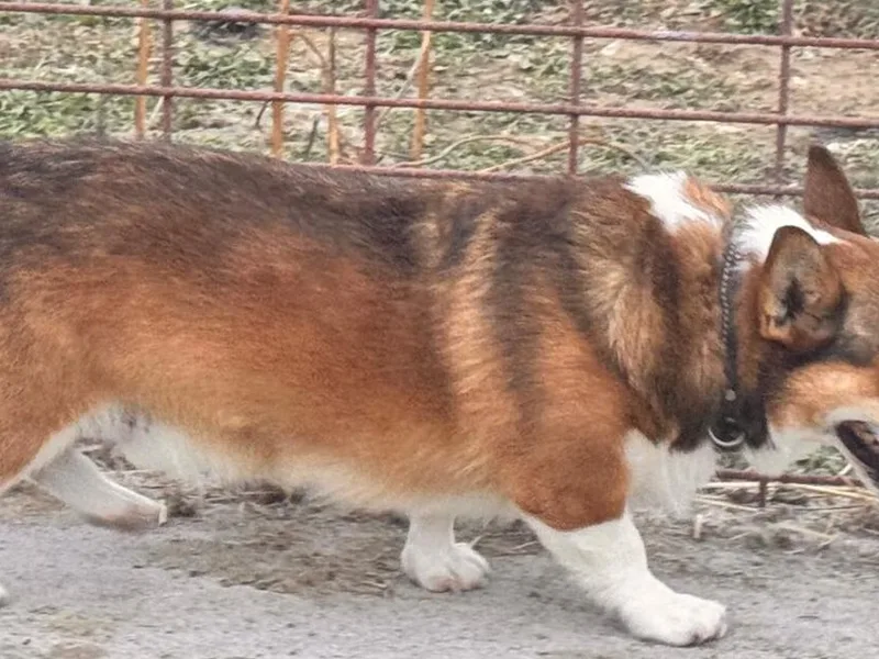 Clearview Acres Pembroke Welsh Corgis