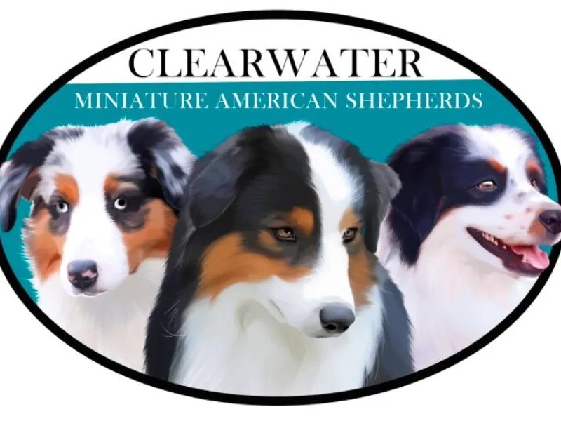 Clearwater Miniature American Shepherd