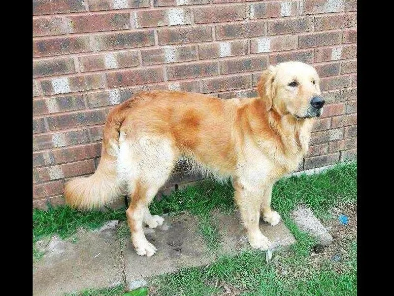 Clement Yeng 281-935-1742