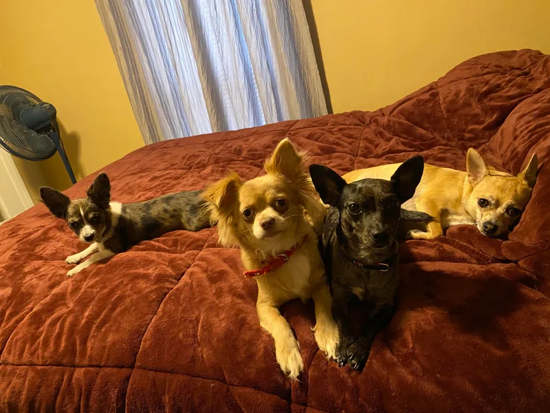 Clements Chihuahua