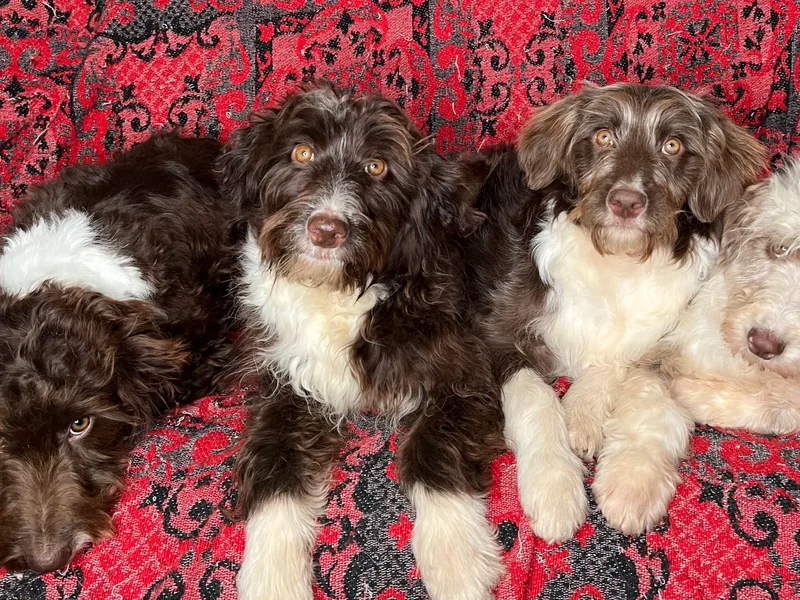 Clemleth Aussiedoodles