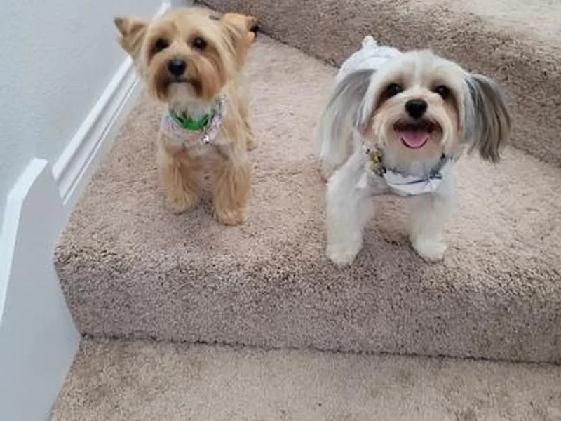 Cleo's Yorkshire Terriers photo 1