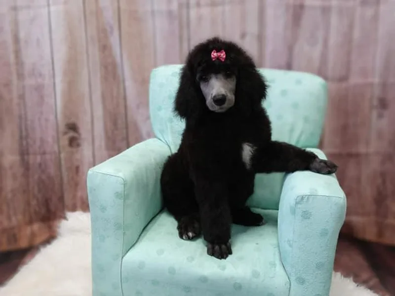 Clermont Florida Standard Poodles