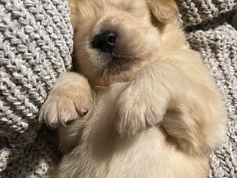 Clew Bay Golden Retrievers