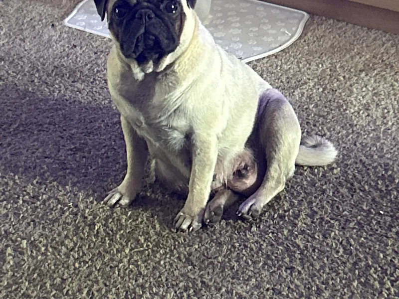 Clifford's Pugs