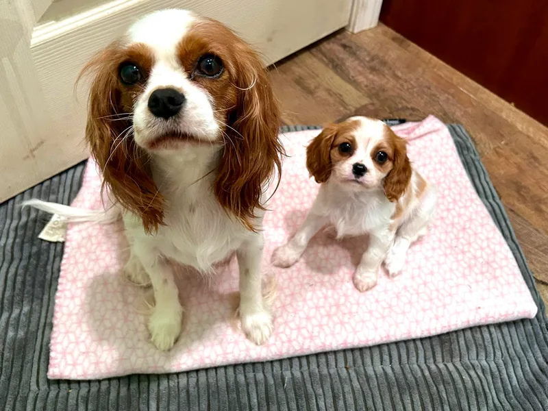 Clifty Creek Cavaliers