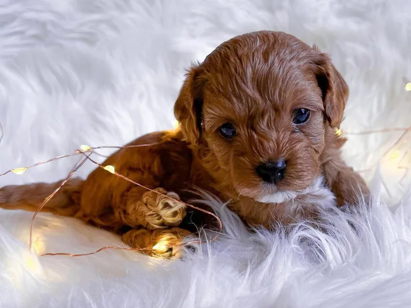 Climate City Cavapoos