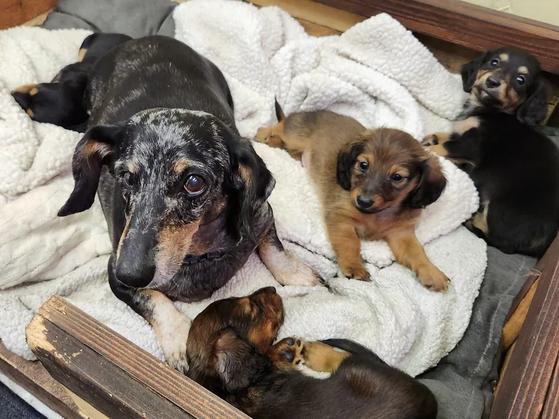 Climate City Doxies