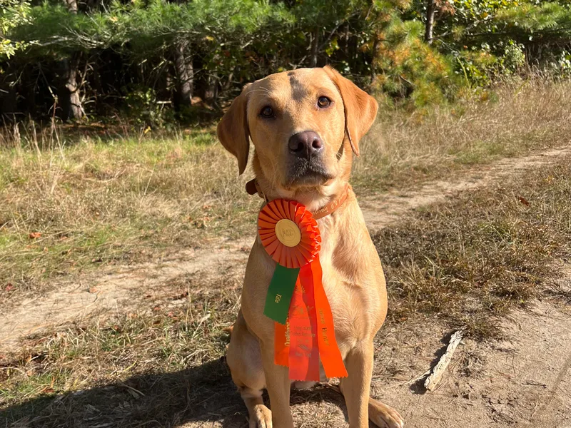 Climbing Stone Labradors photo 1