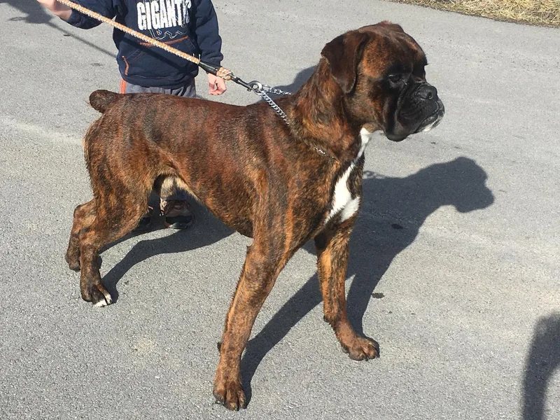 Clinch Mountain Boxers