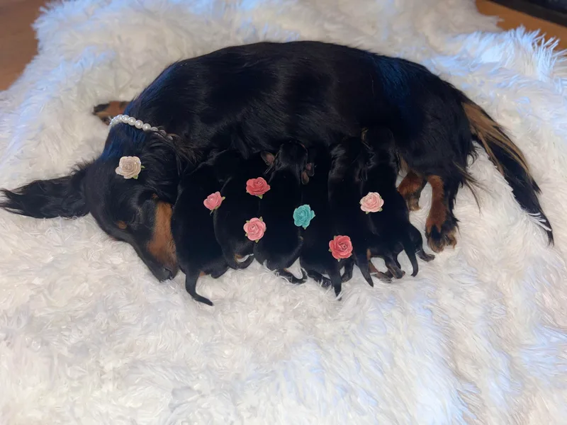 Clinch Mountain Dachshunds