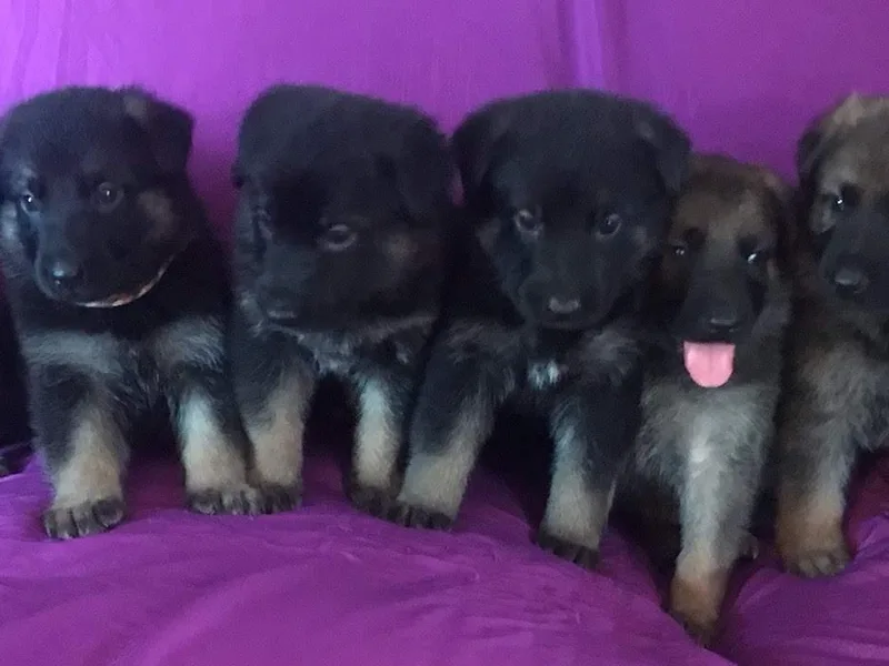 Cloak German Shepherd’s