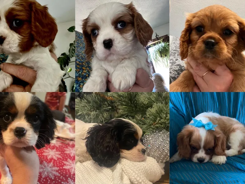 Cloud Nine Cavaliers