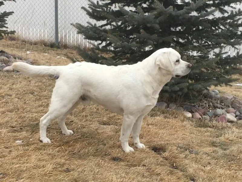 Cloud Peak Labradors