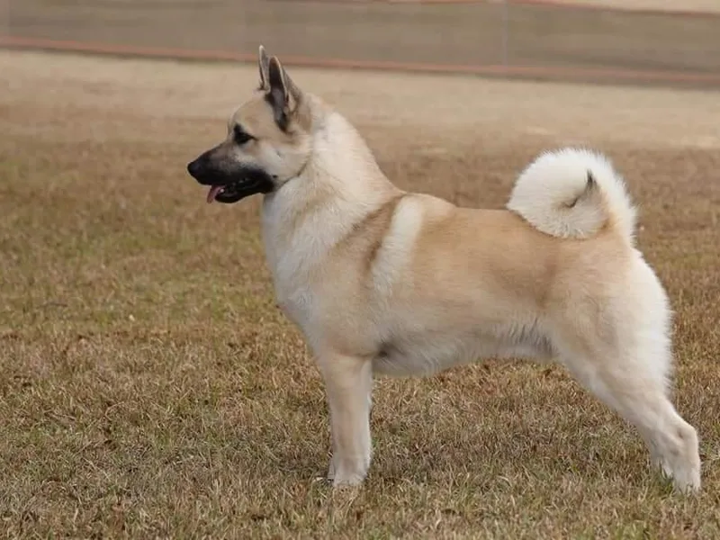 Cloudpointe Kennels photo 1