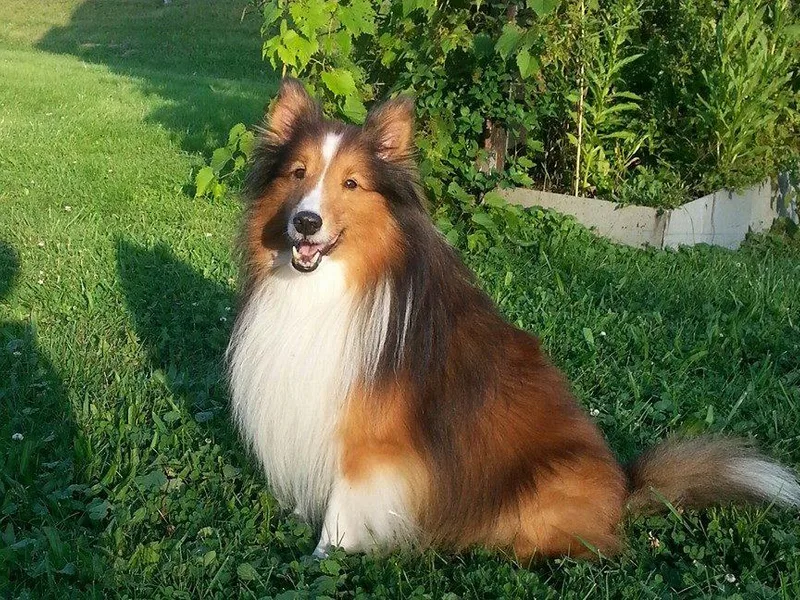 Clovar Shelties