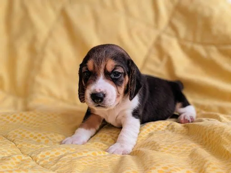 Clover Beagles